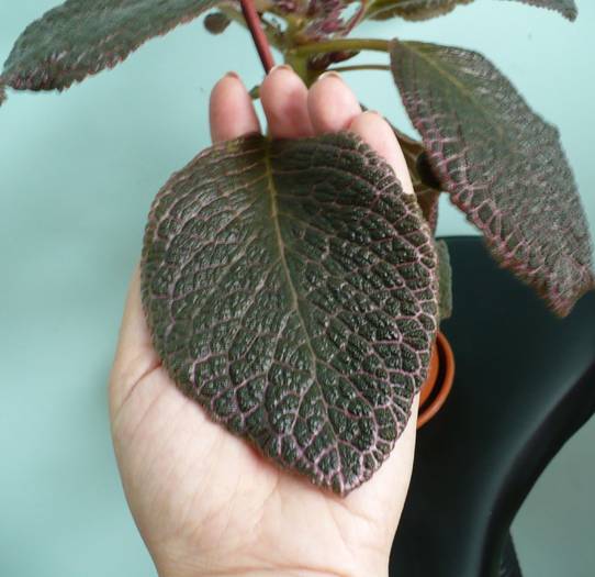 Chocolate Cream - frunza uriasa