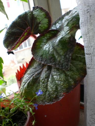 CIMG0056; begonia rex
