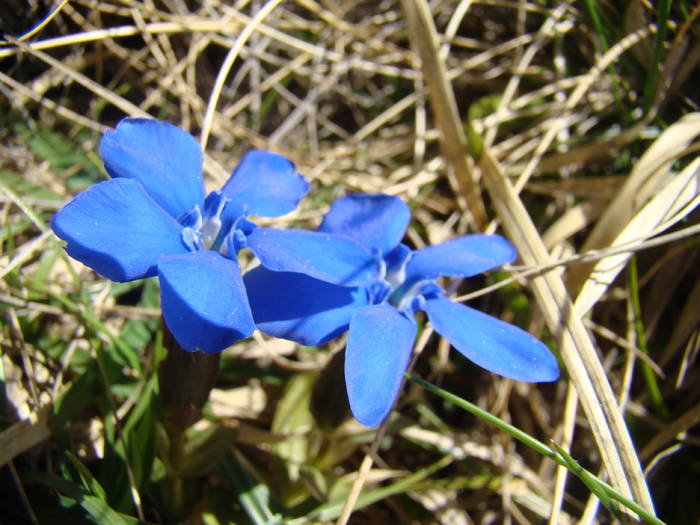 DSC03239 - Piatra Craiului MAI