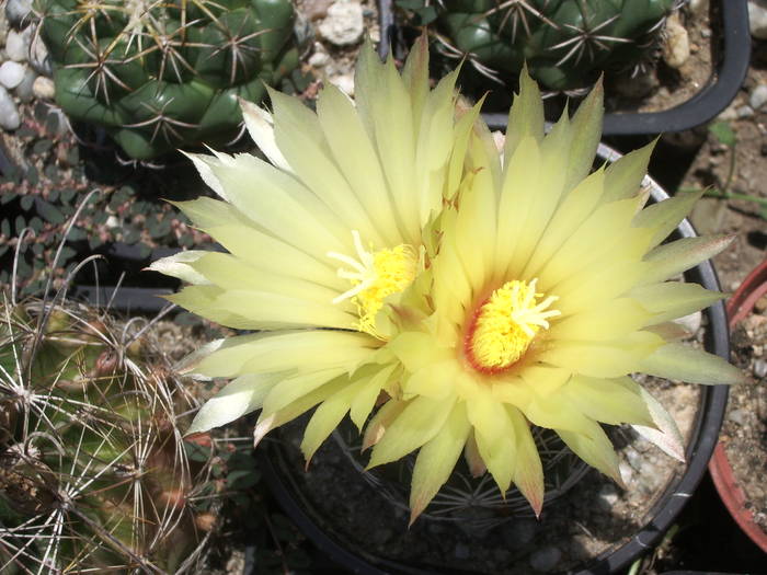  - Coryphantha