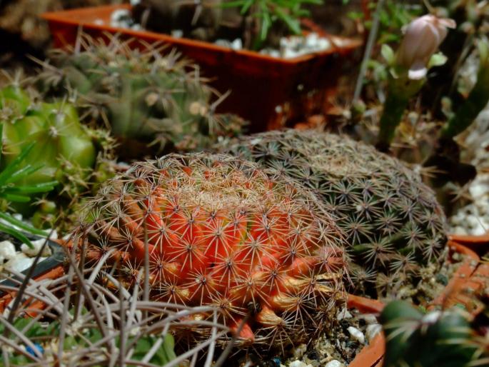 Mammillaria deficitara - plante 2007