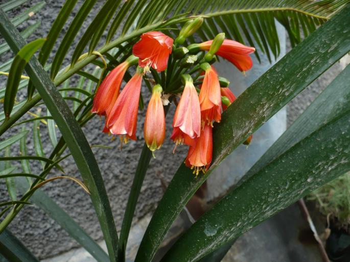 P1010250; flori clivia
