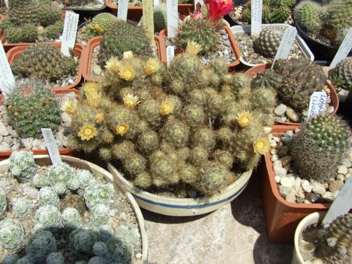 Mammillaria prolifera in asamblu