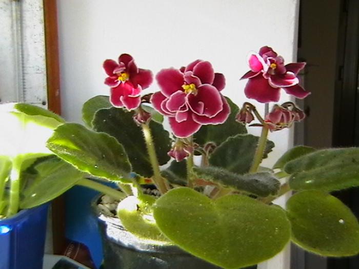 IMGA0563 - violete 2009