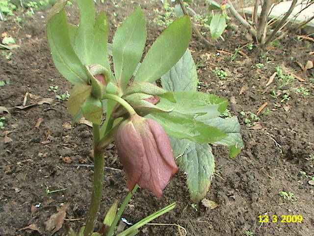 Helleborus Joy Hybrids 13 mart 2009 - Helleborus