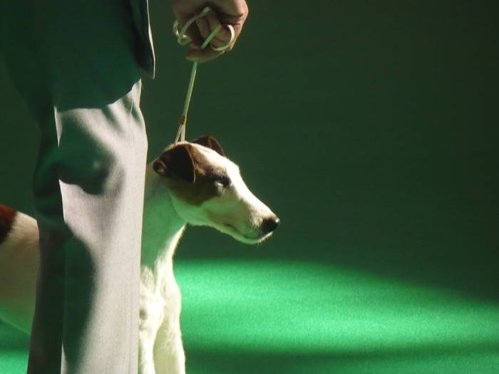 P1050498 - crufts 2009 smooth fox  and wire