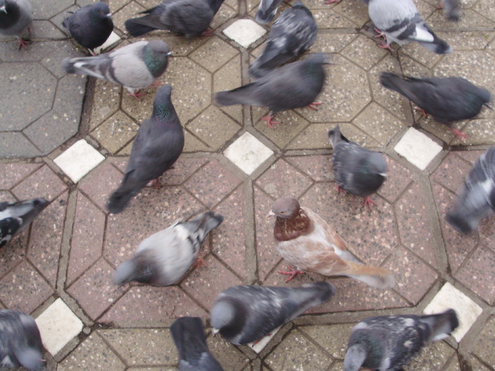 P9040065 - 18g Timisoara