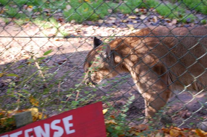 DSC_0027 - zoo amneville