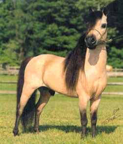 American_Miniature_Horse[1]