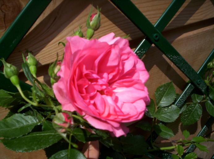 Trandafir Rosarium Uetersen 19 mai 2008 - trandafiri