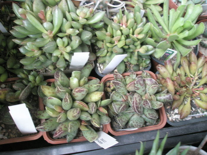 Adromischus cooperii si schuldtianus juttae