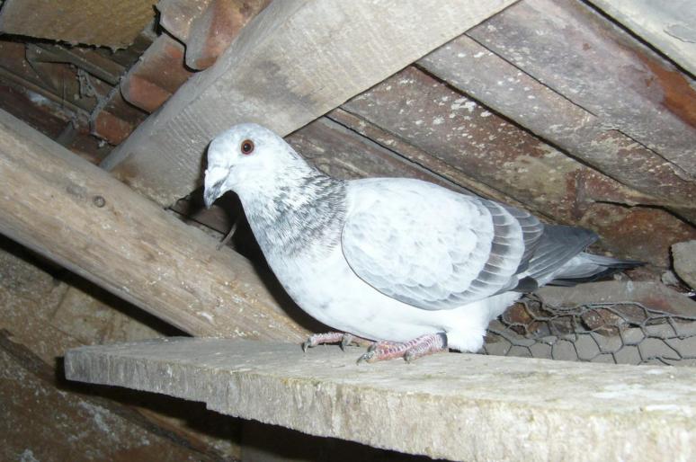 cazuta la datorie; cuca 05
