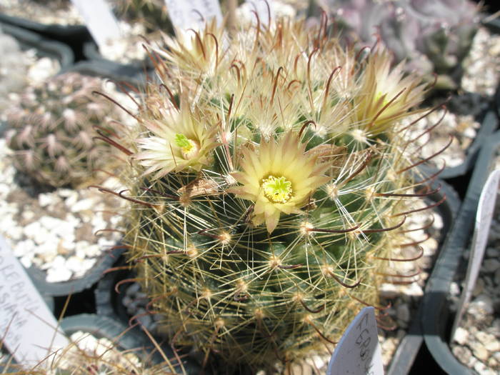 Mammillaria barbata - 27.04 - Mammillaria