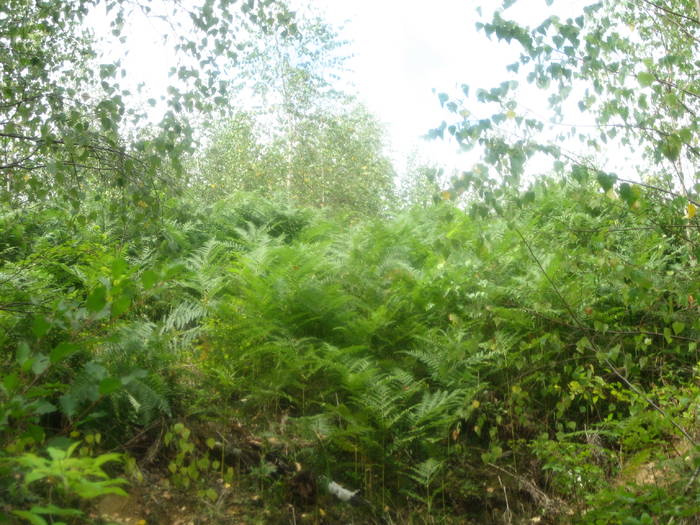 IMG_2313 - prin tara Lapusului- Cheile Babei