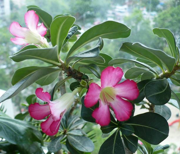 P1120369 - ADENIUM OBESUM