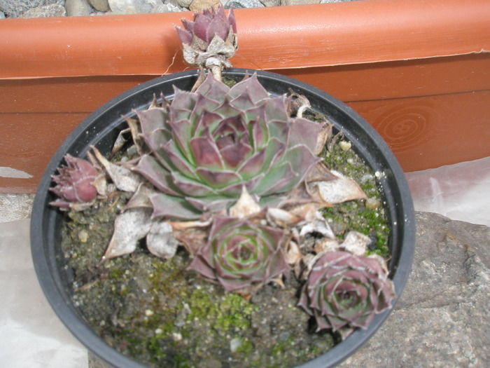 Sempervivum calcareum - 16.01 - plante de exterior - 2009 - 2010