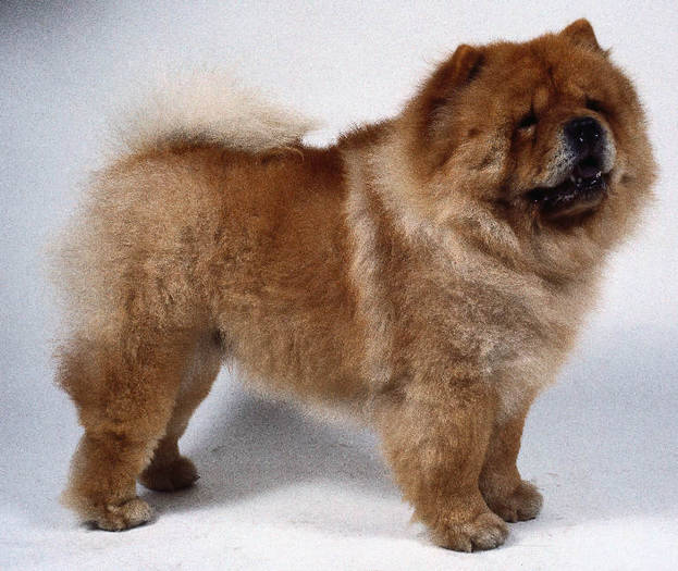 CHOWD1 - Concurss 9 dog CHOW-CHOW PUDDY