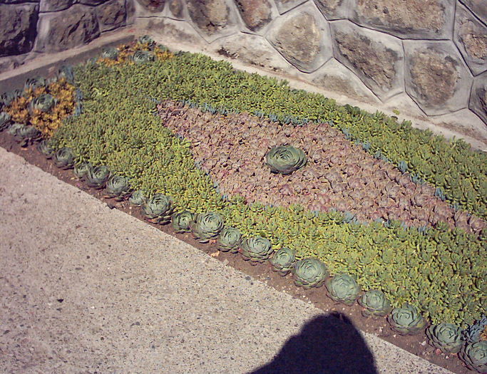 IMAGE0002.JPG - flori