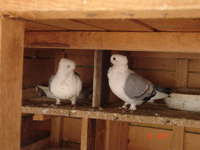 55 - C Porumbei Blueti si Satineti Vechi