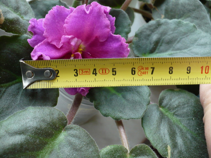 Ek Boginia Krasoty  floare 6 cm