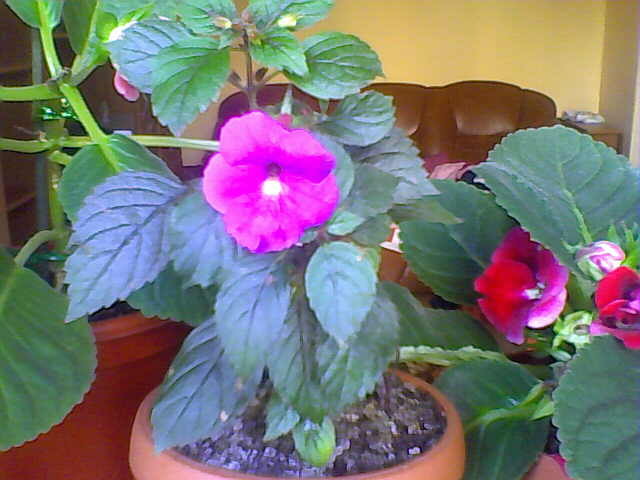 Picture 010 - achimenes