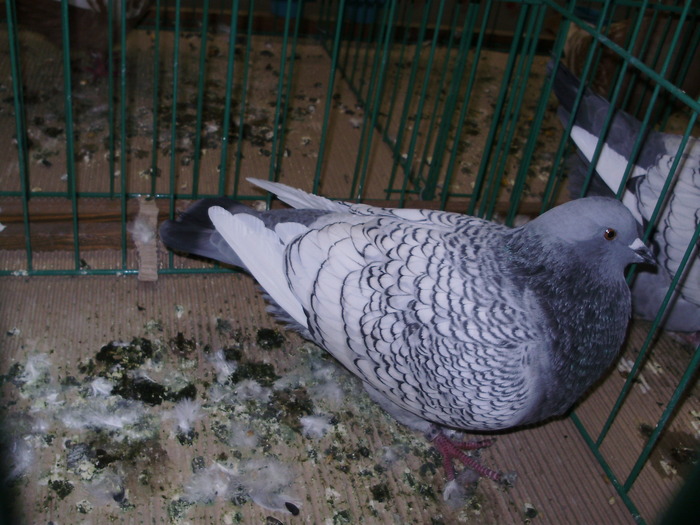 6320 linx 1 - 1507 partea 1b