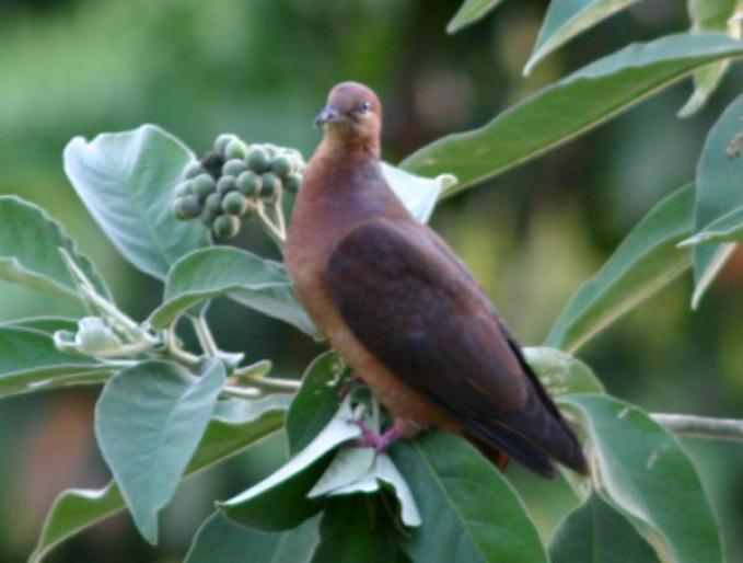 brown-pigeon0667 - Porumbei salbatici