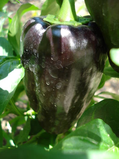 Bell Pepper Purple Flame (2009, Jul.28) - Purple Flame Pepper