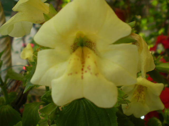 mimulus - flori de gradina 2009