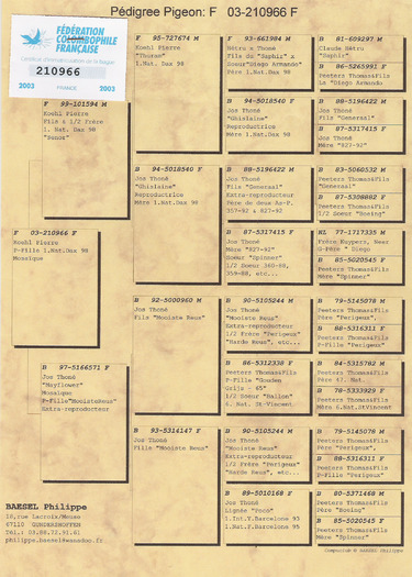 Jos Thone - Philip Bassel pedigree