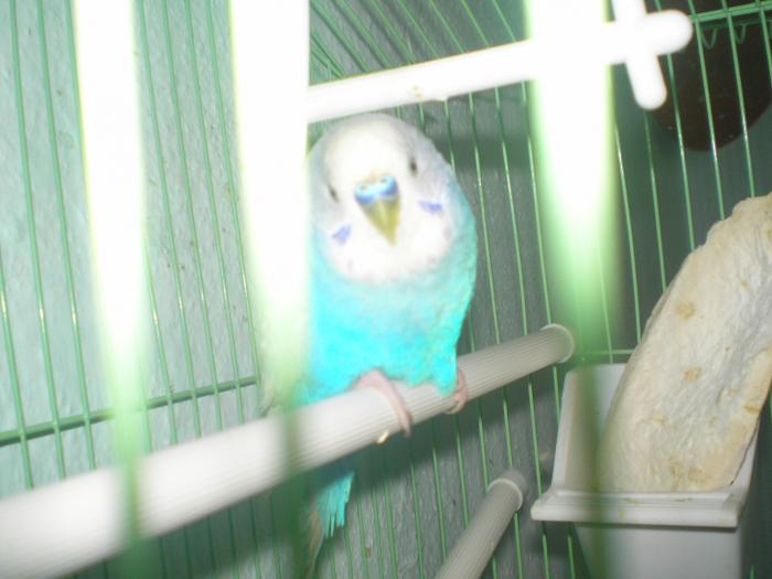 P9150116 - papagalul meu