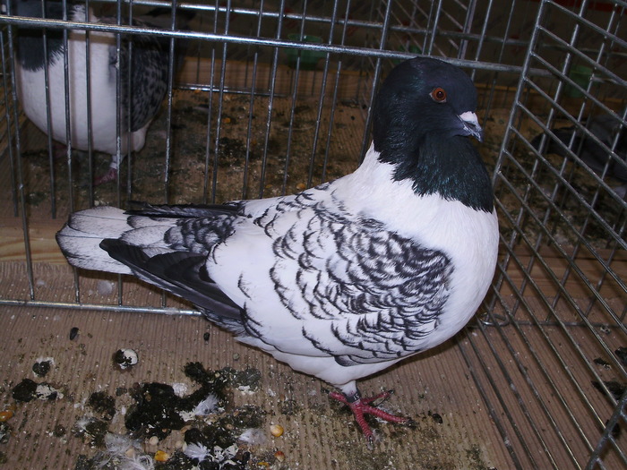 5532 t 0