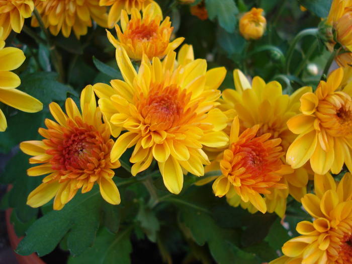 Orange Chrysanthemum (2009, Aug.11)