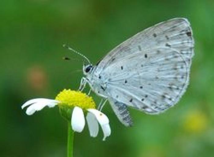 250px-Lepidoptera_001 - poze cu fluturi