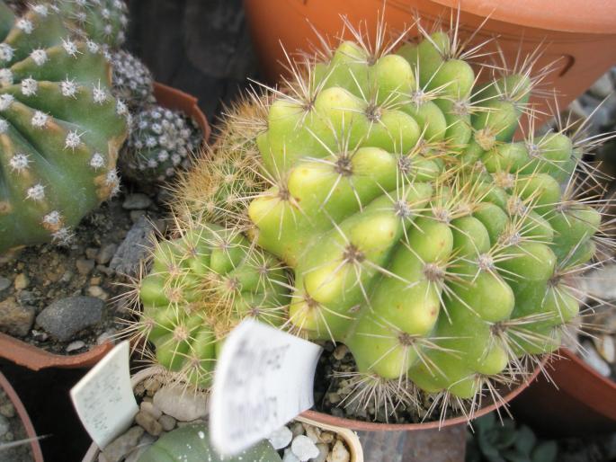 Echinopsis calochlora - CACTUSI - ANUL 2008