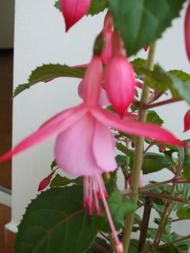 DSCF1297 - fuchsia