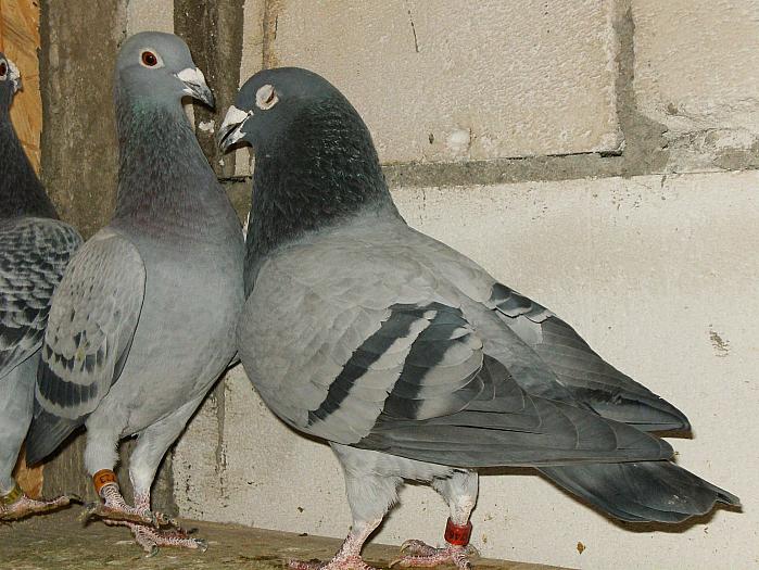 HPIM2187 - porumbei 2009