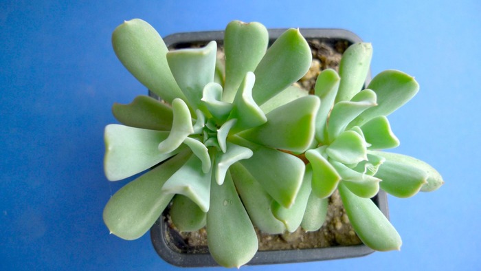 Echeveria runyonii cv. Topsy Turvy