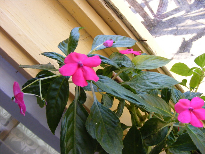 IMPATIENS