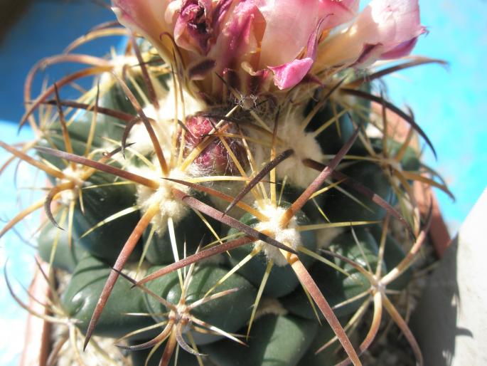 Coryphantha