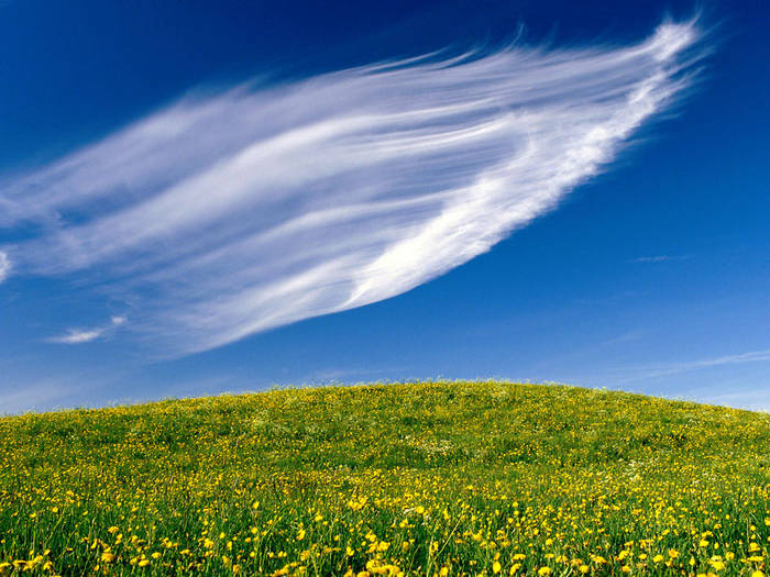 Clouds_Sweeping_Springtime_Blossoms; camp cu flori si o adiere de vant
