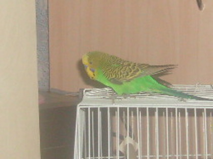 S7309043 - papagalul meu paco