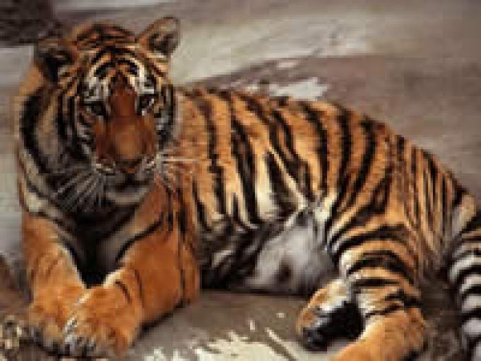 419 - tigri