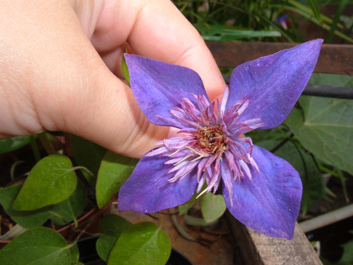 clemtis mov floare deschisa - clematis