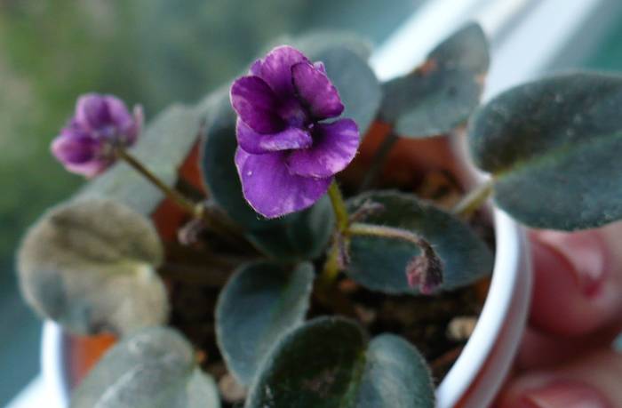 P1150648 - Saintpaulia - violete de camera