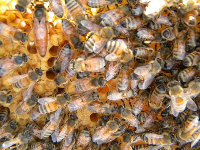 DSCN1804 - apicultorul francez