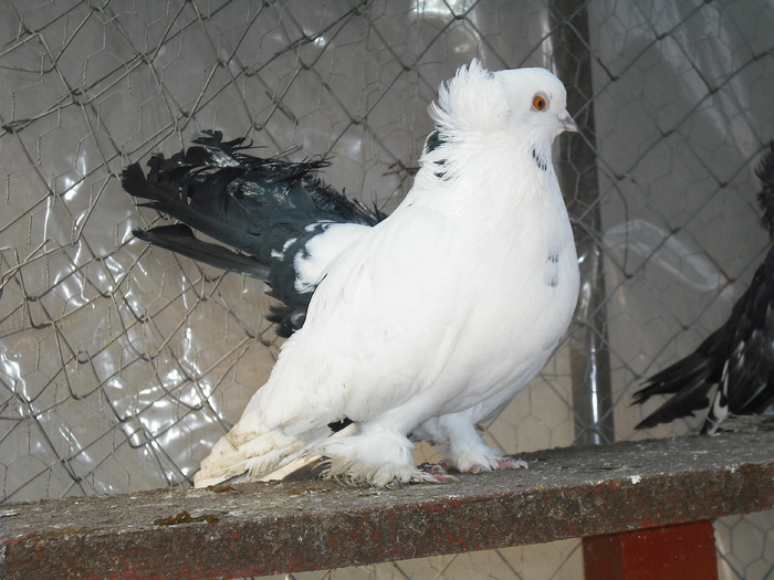 nc15 - Porumbei Nordkaukazieni-vanzare