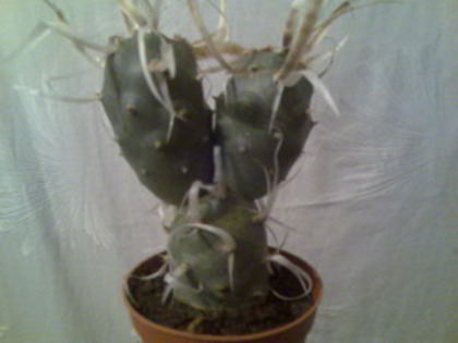 tephrocactus articulatus - cactusi si suculente-2009