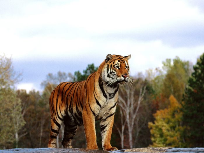 Regal Bengal; Cele mai frumoase animale.
