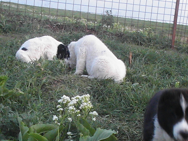 poze 04.05.2009 090